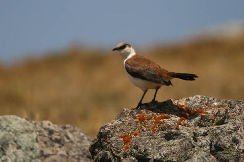 White-bellied Cinclodes Cinclodes palliatus Ticlio, Per Photo: Alejandro Tello